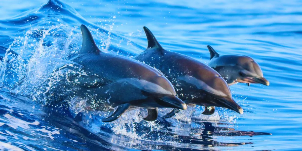 Mergulho com Golfinhos na Ponta do Ouro, Maputo