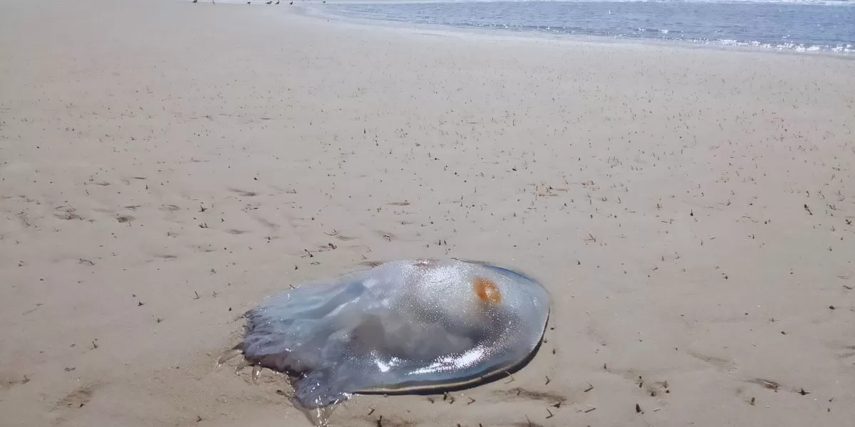 Imagem da galeria para praia-da-costa-do-sol